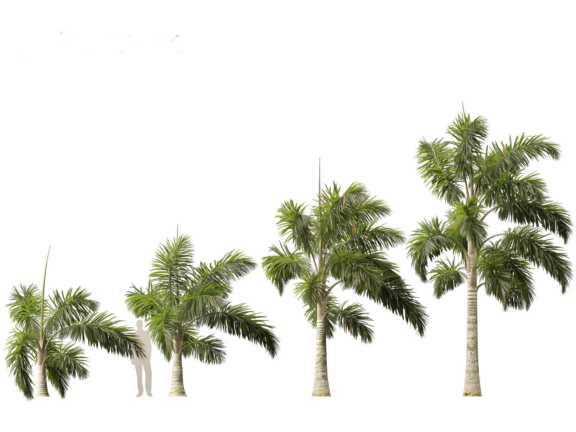 Syagrus sancona - Columbian Foxtail Palm 01 3D model_2