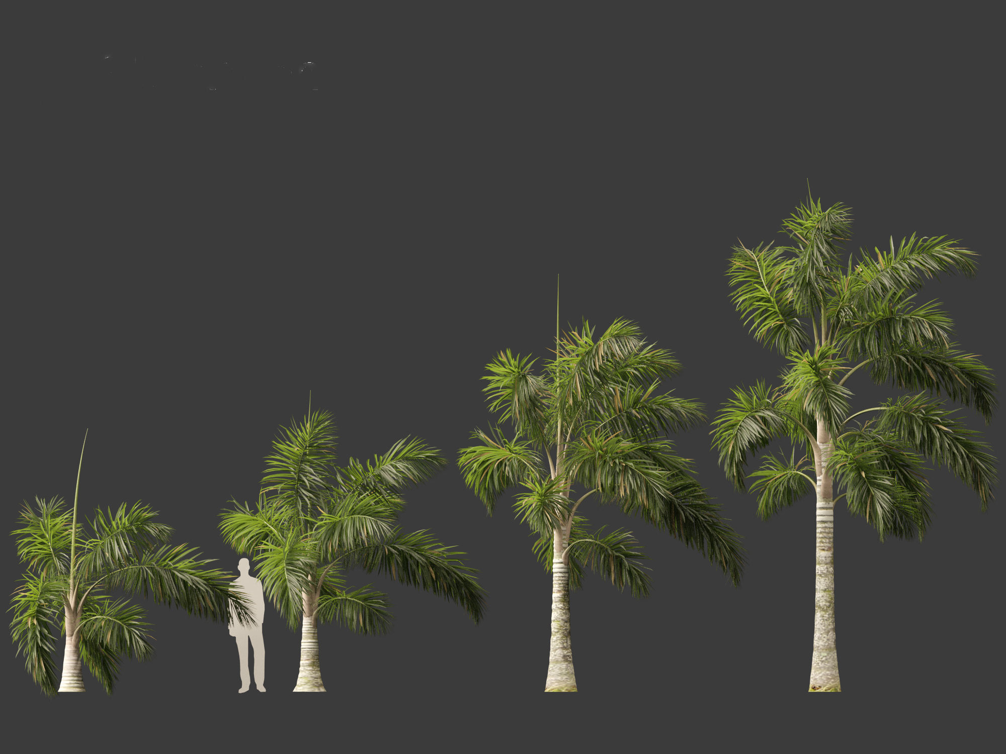 Syagrus sancona - Columbian Foxtail Palm 01 3D model_3