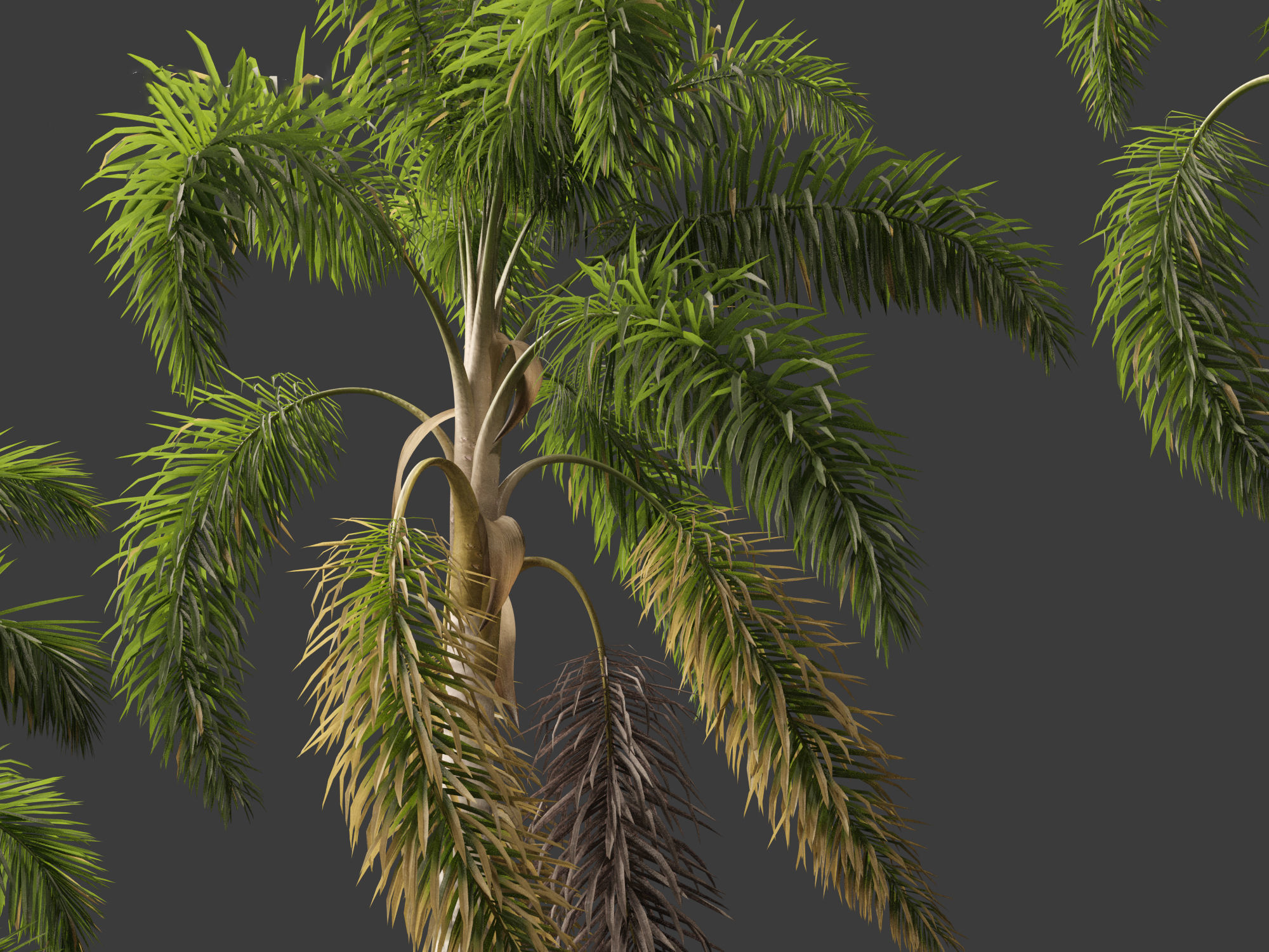 Syagrus sancona - Columbian Foxtail Palm 01 3D model_7