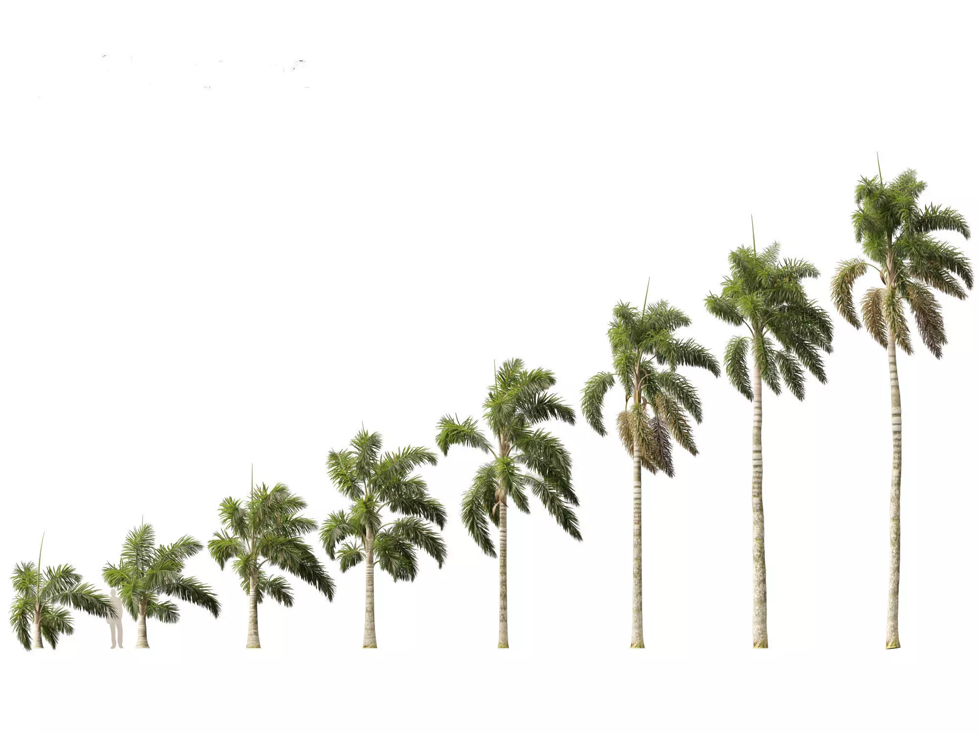 Syagrus sancona - Columbian Foxtail Palm 01 3D model_0