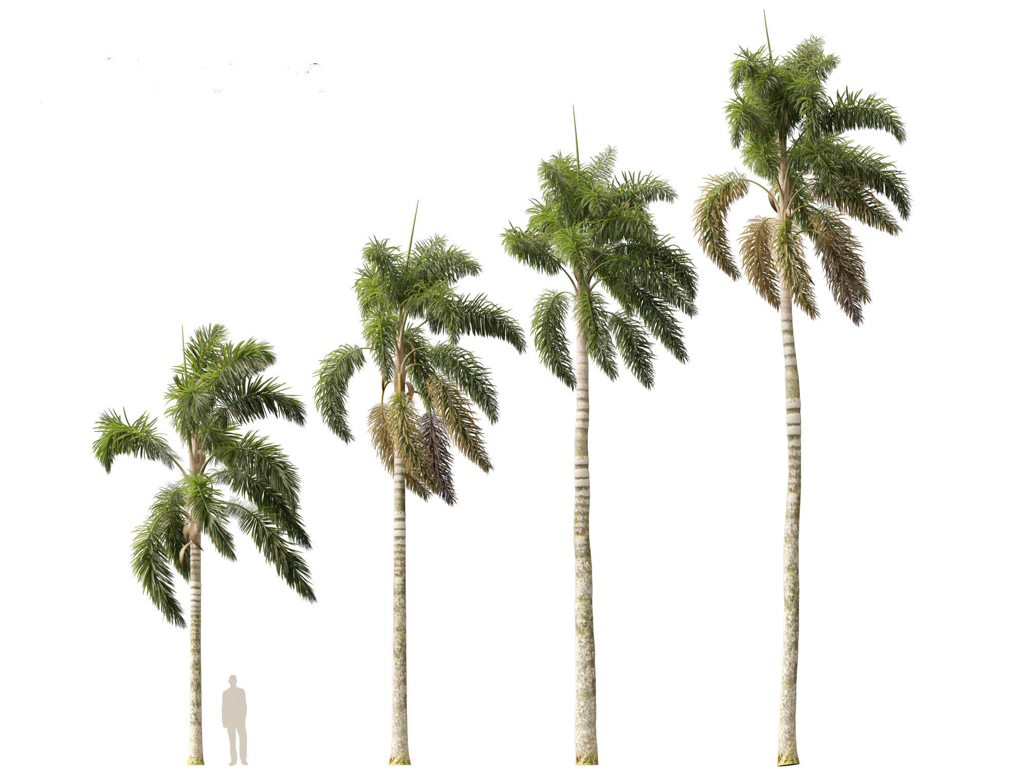 Syagrus sancona - Columbian Foxtail Palm 01 3D model_4