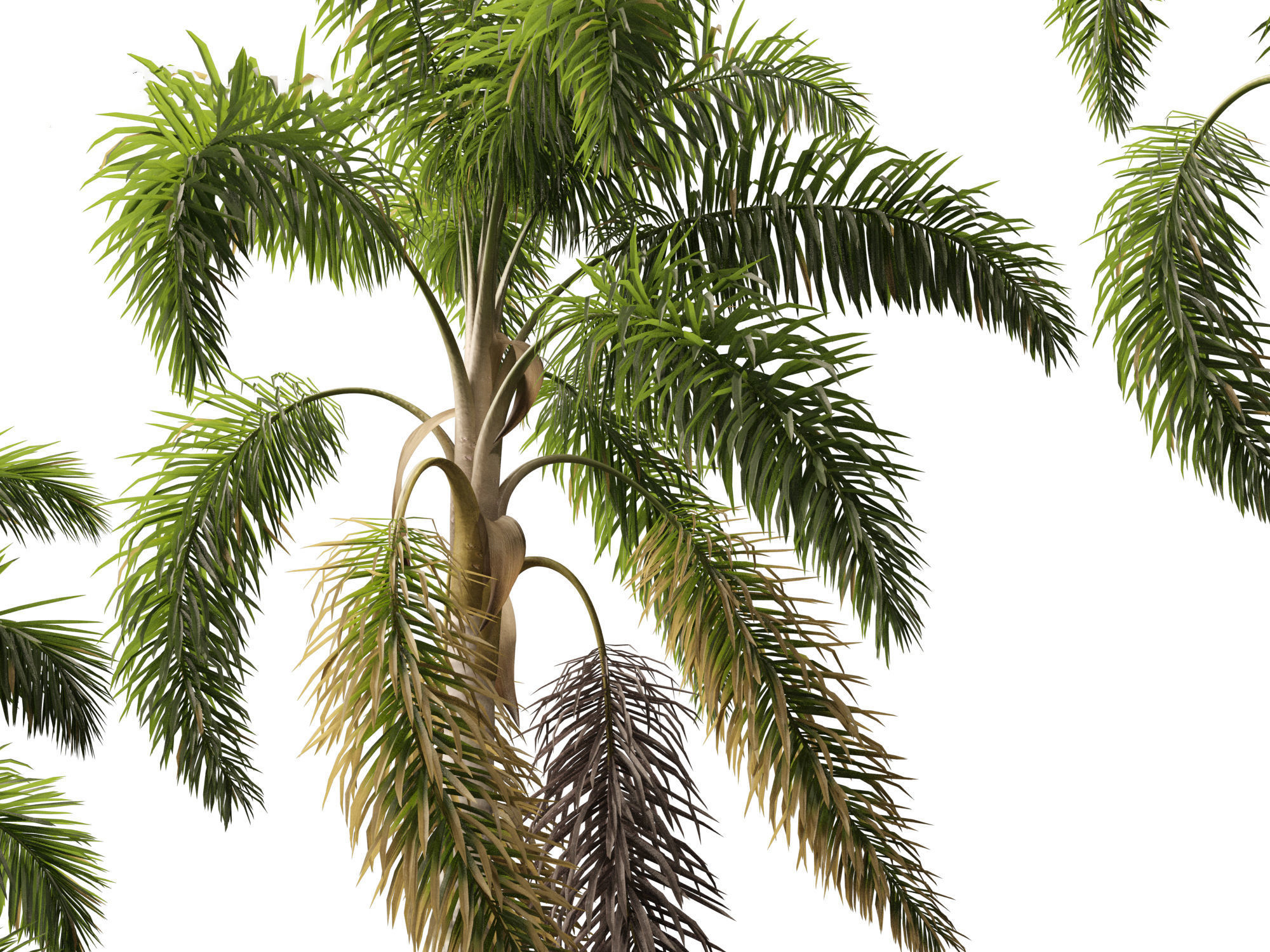Syagrus sancona - Columbian Foxtail Palm 01 3D model_6