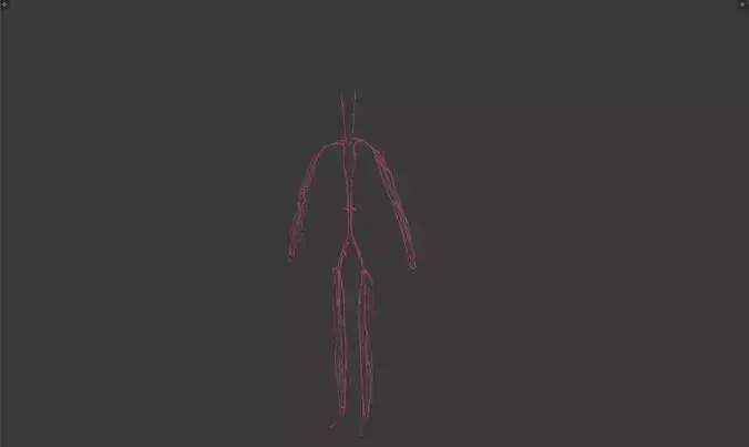 Human Body 3D model