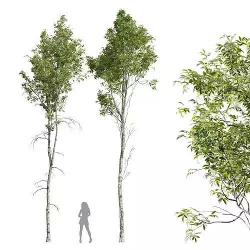 Betula Pendula and Castanea Sativa 3D model