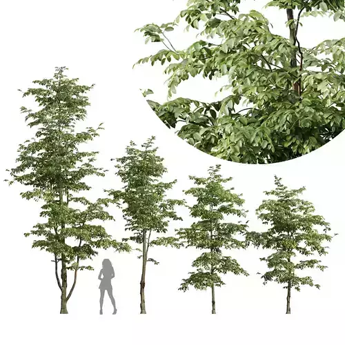 Carpinus Betulus 3D model