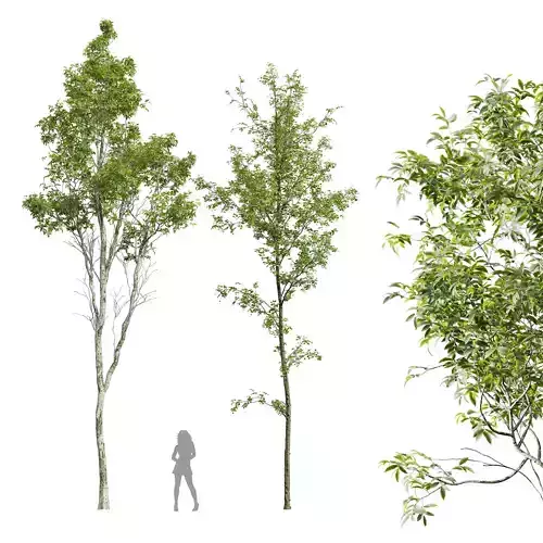 Castanea Sativa and Alnus Glutinosa 3D model