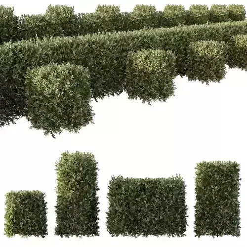 HQ Plants Montra Olive Bush Version4 3D model