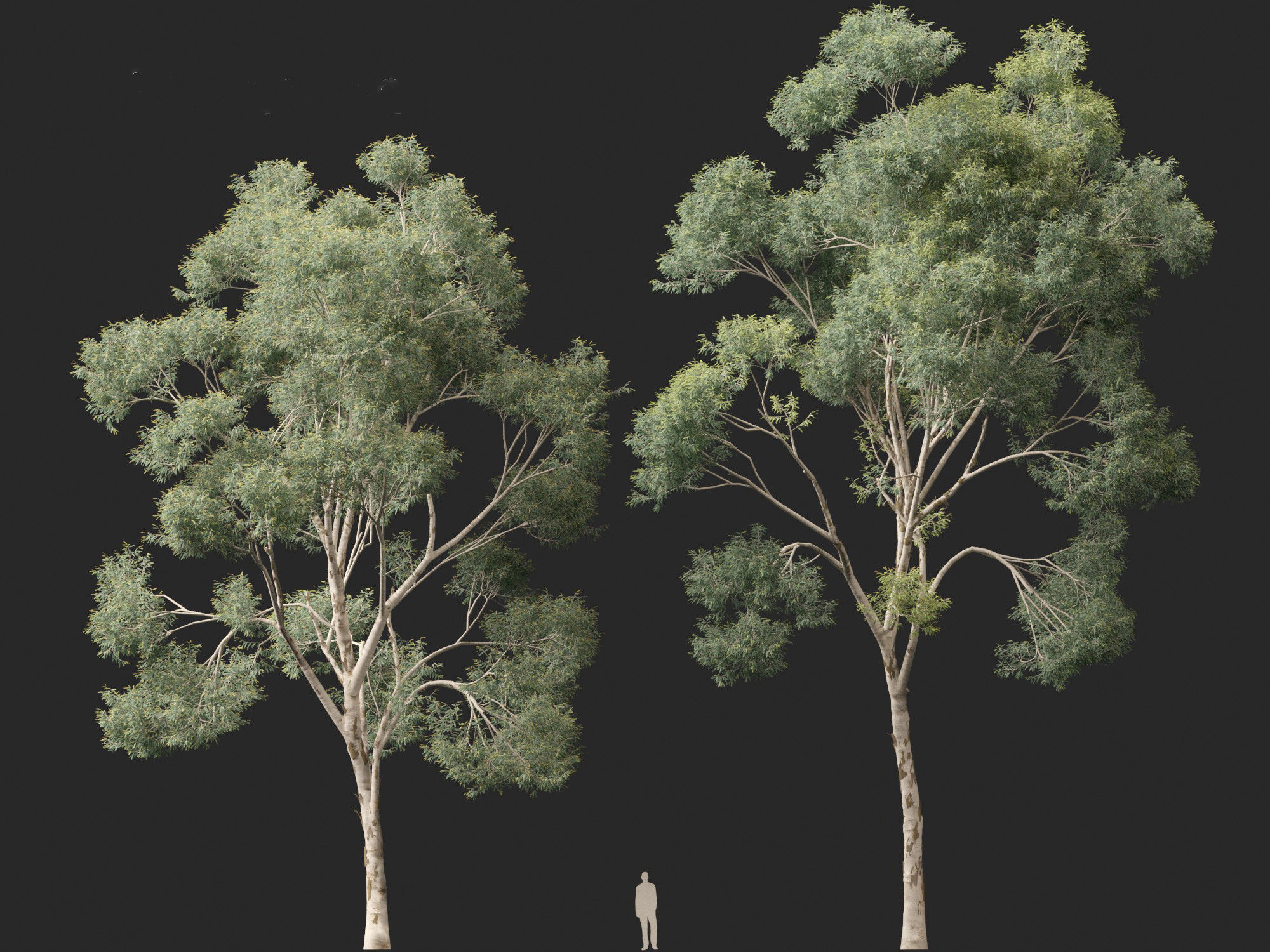 Corymbia citriodora - lemon-scented gum 3D model_9