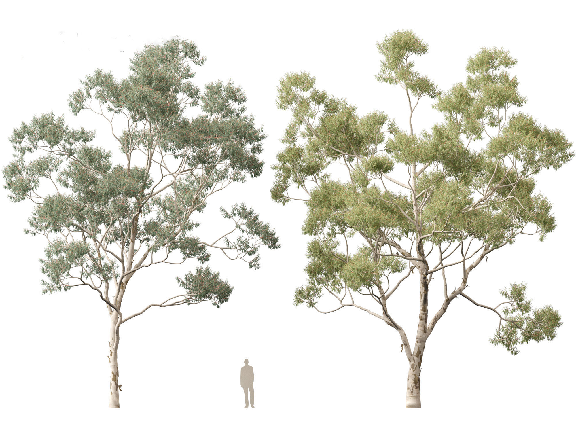 Corymbia citriodora - lemon-scented gum 3D model_6