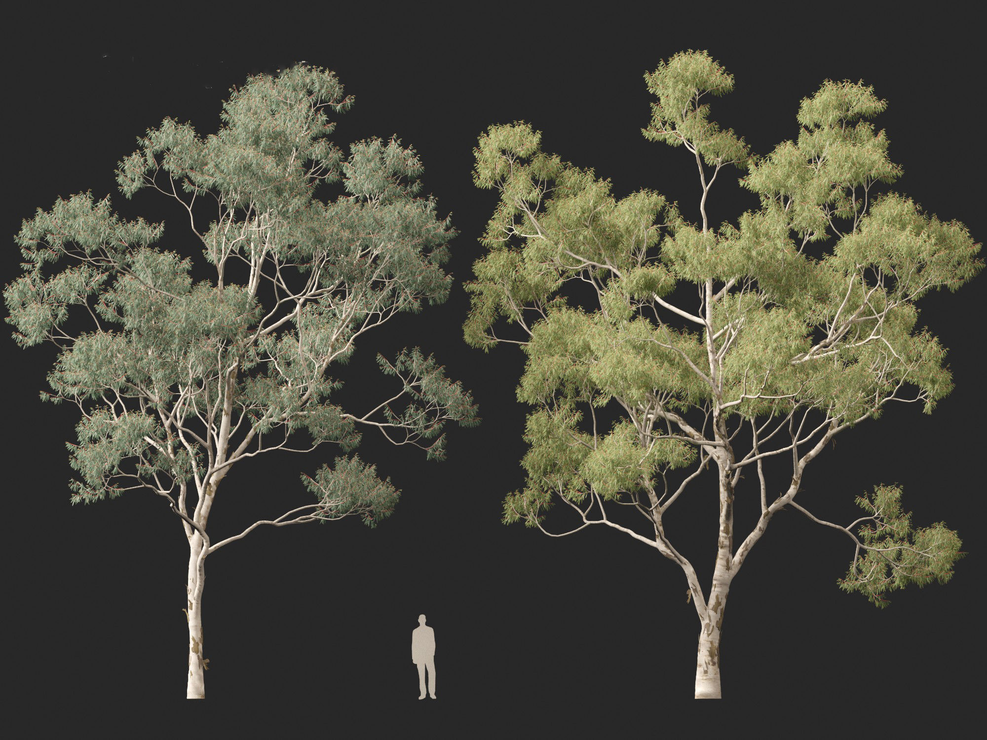 Corymbia citriodora - lemon-scented gum 3D model_7