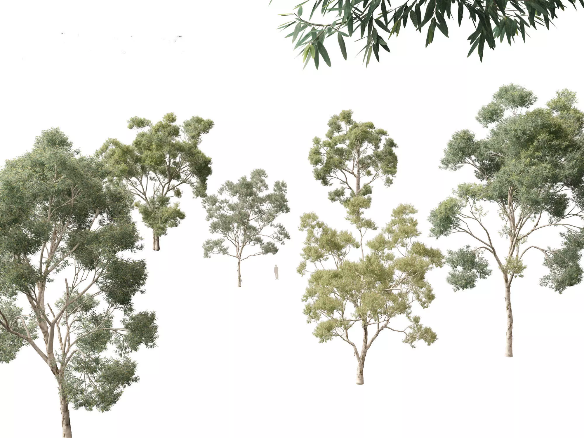 Corymbia citriodora - lemon-scented gum 3D model_0