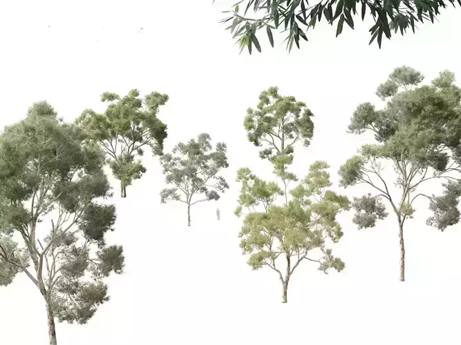 Corymbia citriodora - lemon-scented gum 3D model