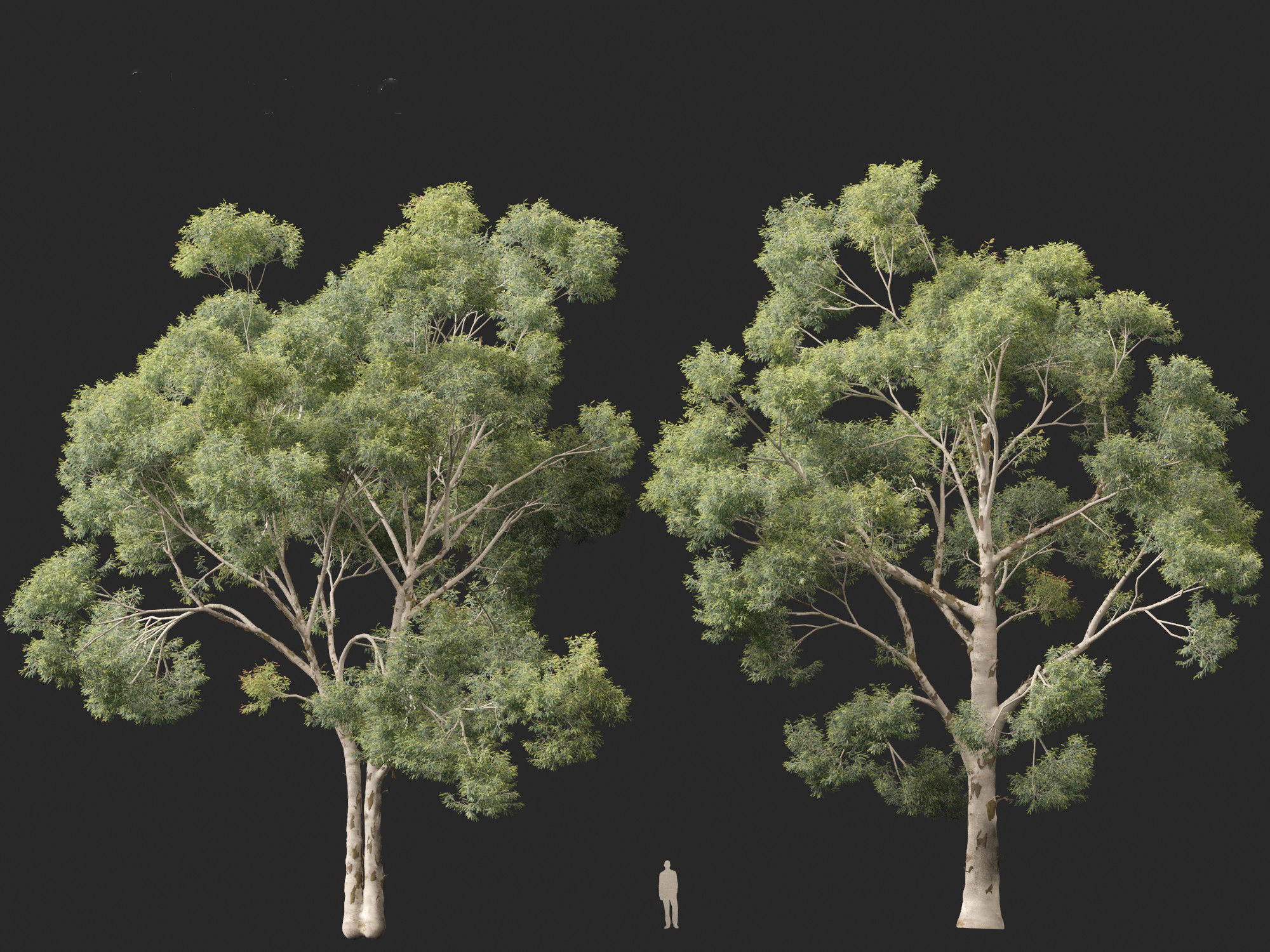 Corymbia citriodora - lemon-scented gum 3D model_11