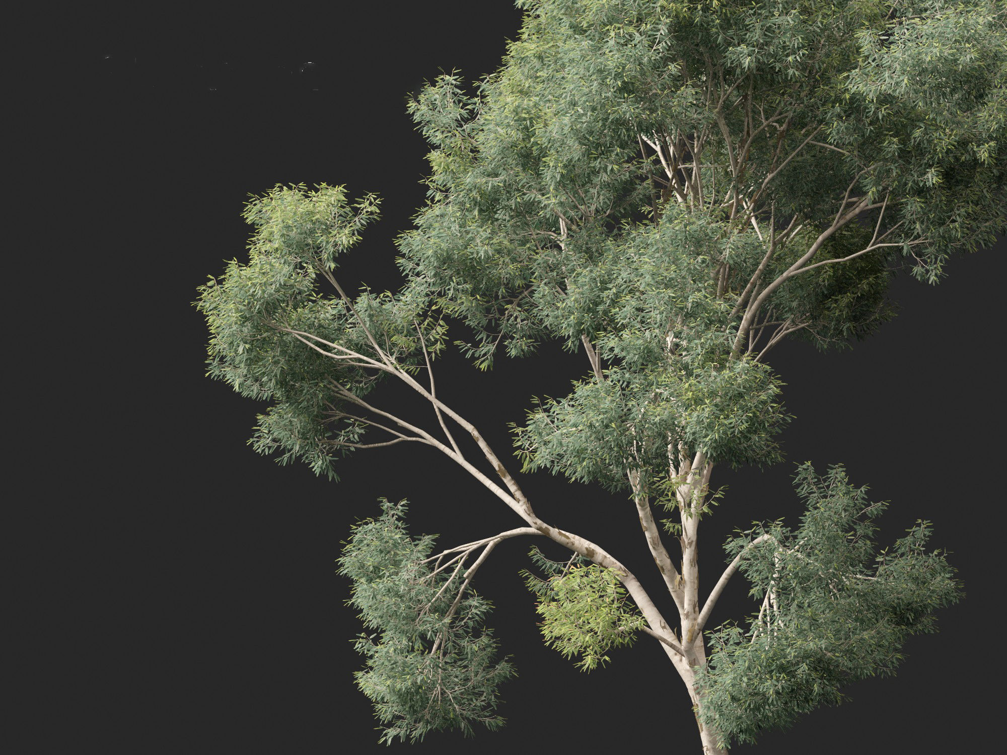 Corymbia citriodora - lemon-scented gum 3D model_4