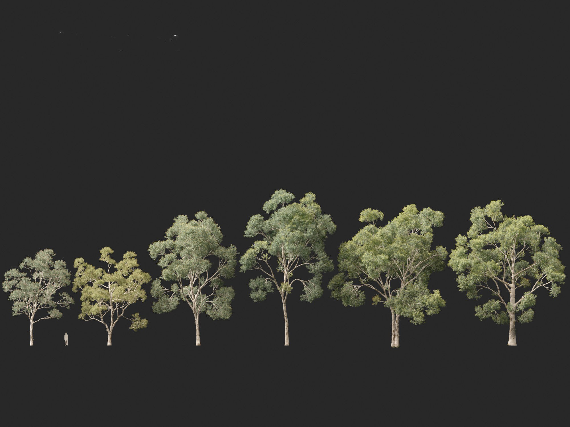 Corymbia citriodora - lemon-scented gum 3D model_5
