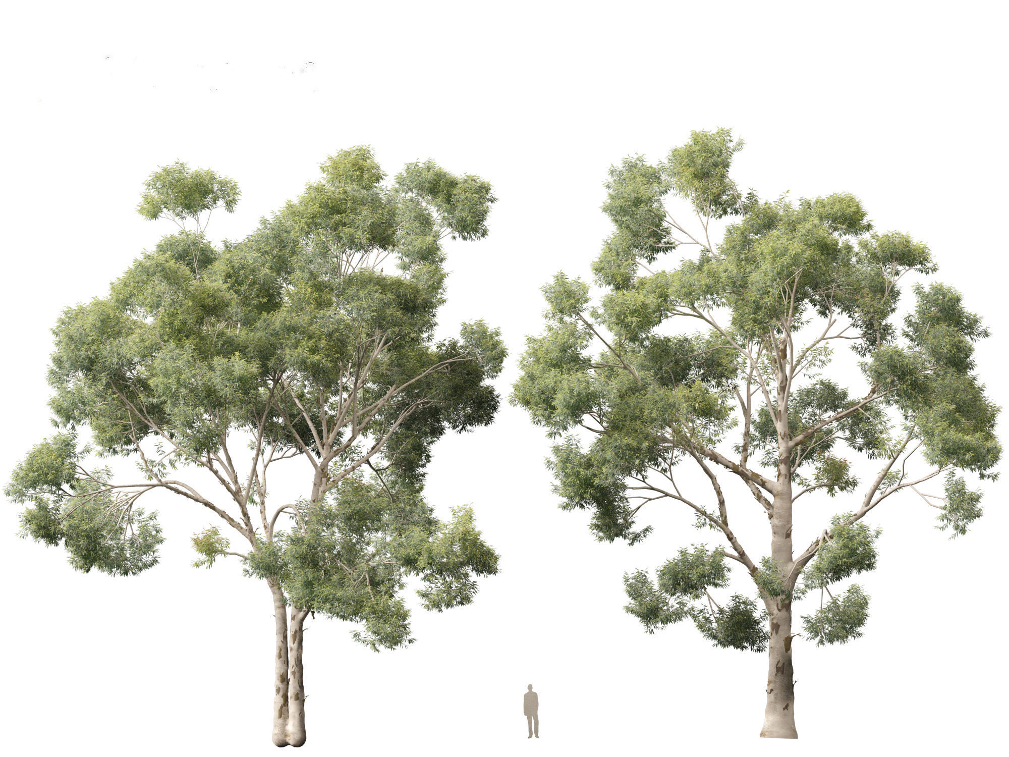 Corymbia citriodora - lemon-scented gum 3D model_10