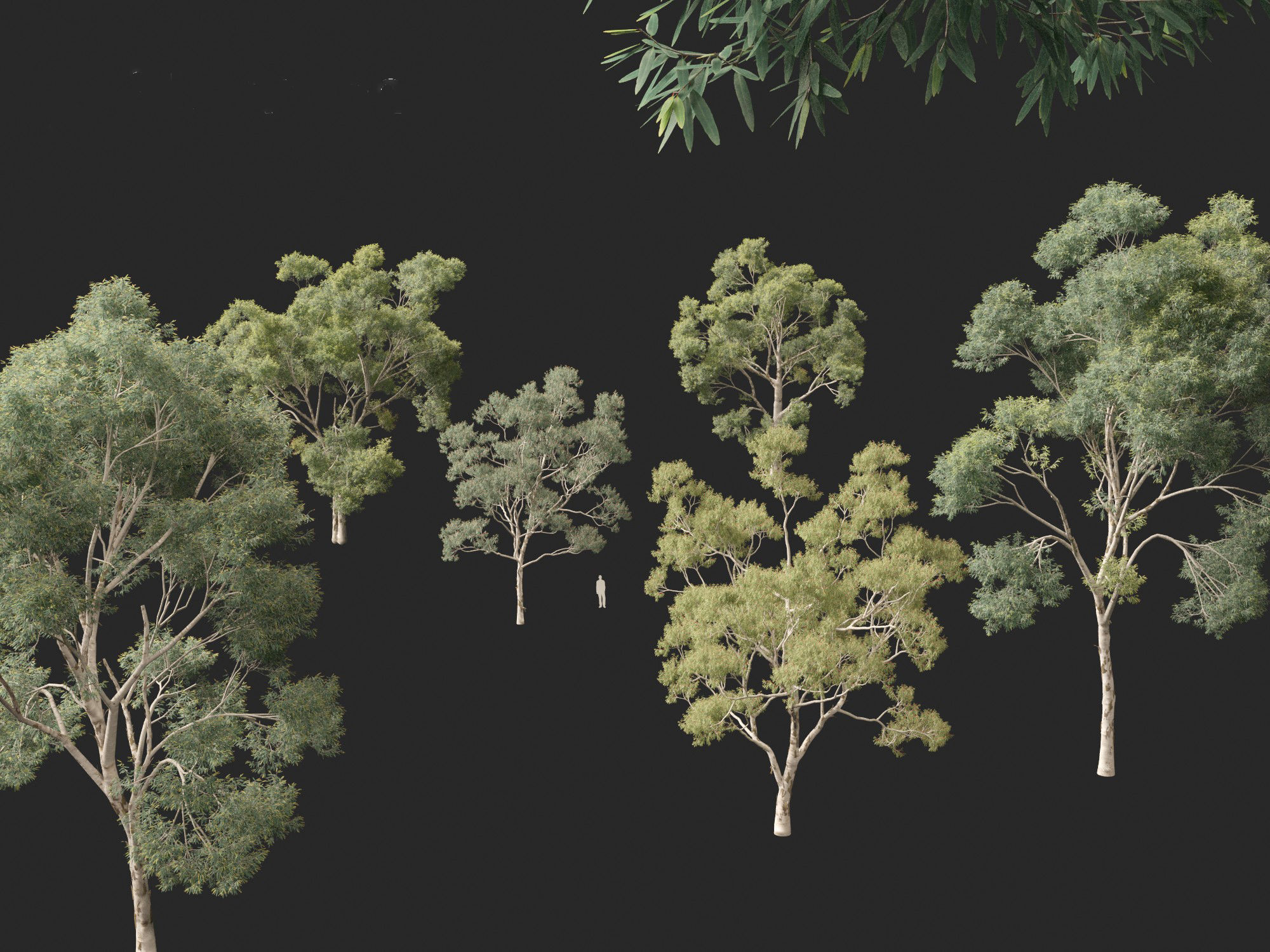 Corymbia citriodora - lemon-scented gum 3D model_2
