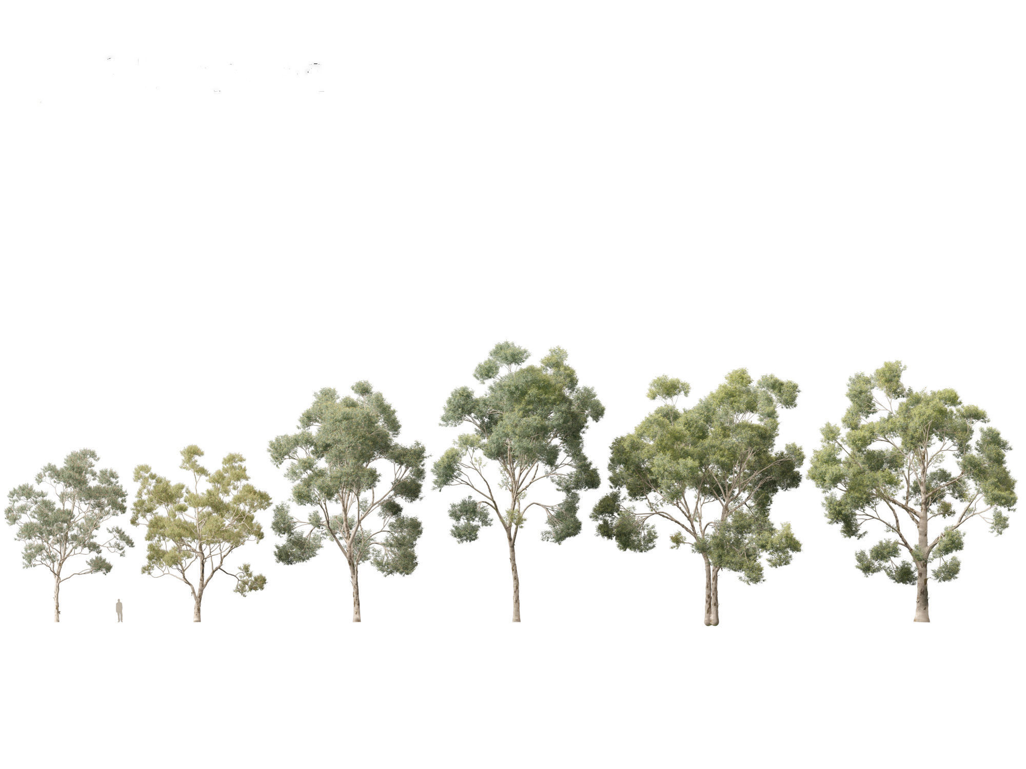 Corymbia citriodora - lemon-scented gum 3D model_1