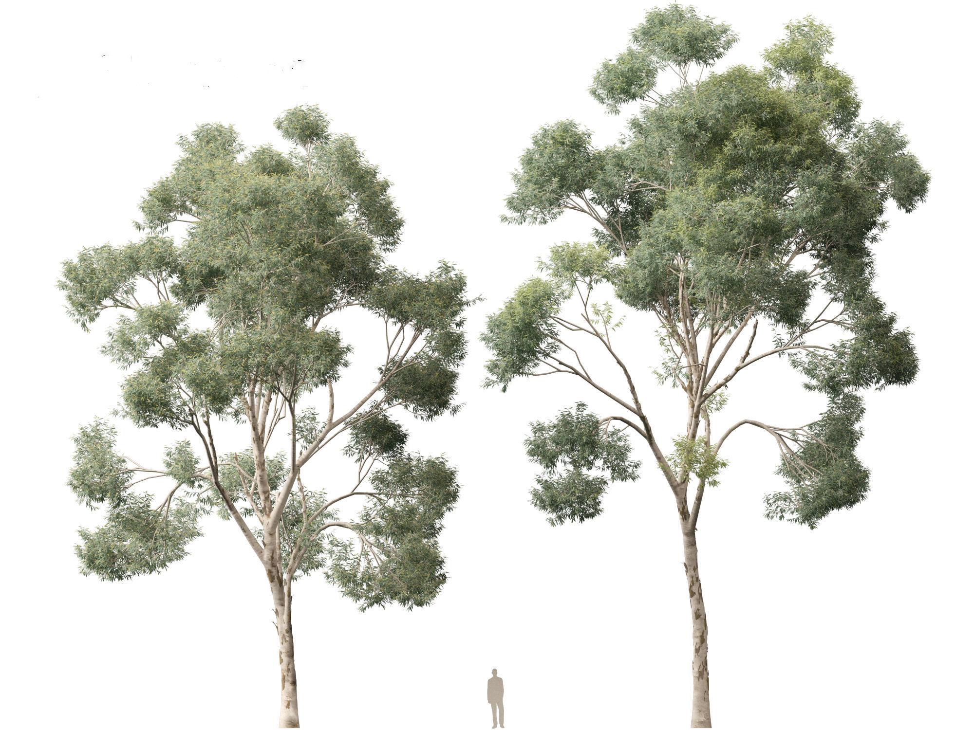 Corymbia citriodora - lemon-scented gum 3D model_8
