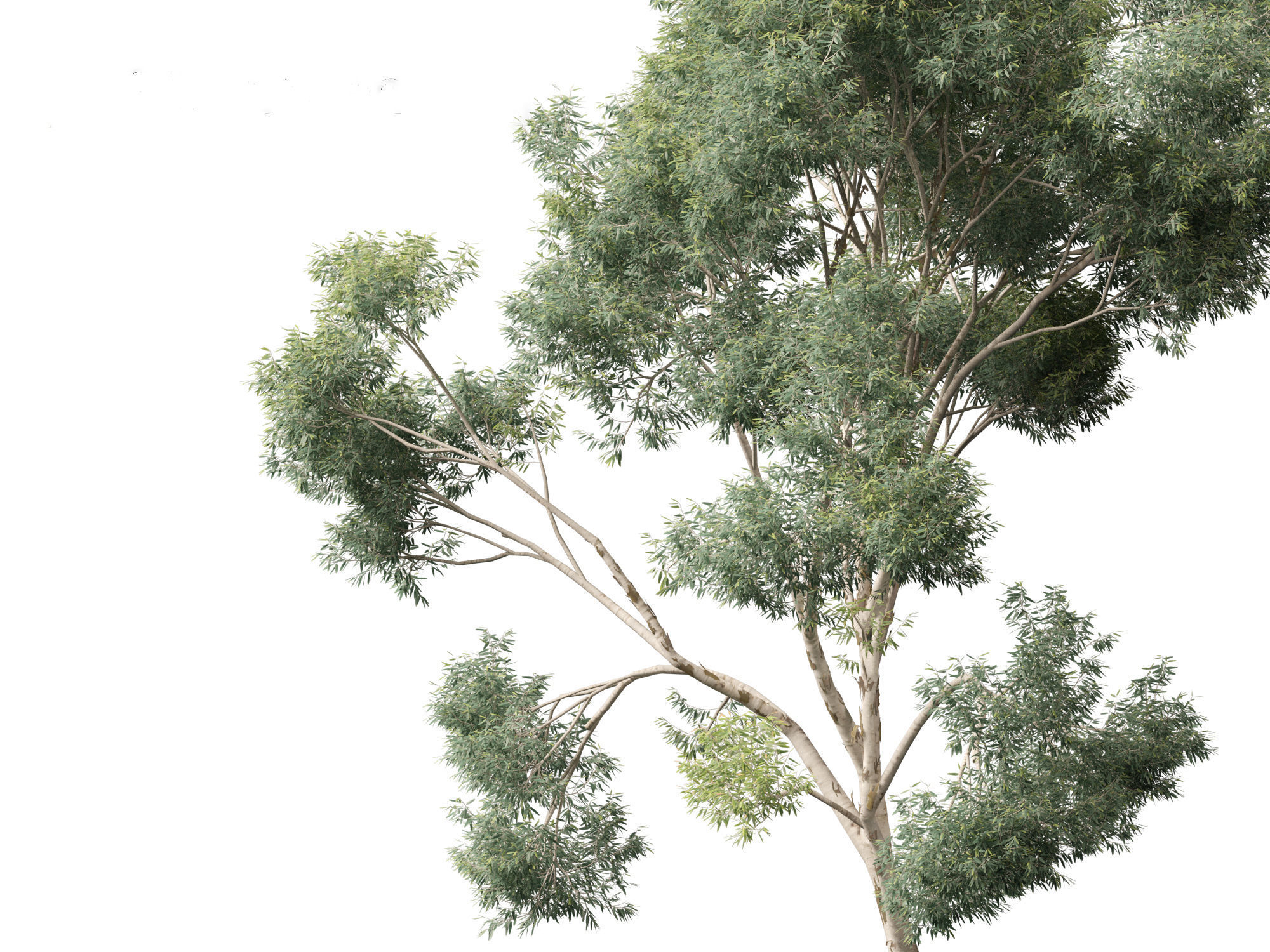 Corymbia citriodora - lemon-scented gum 3D model_3