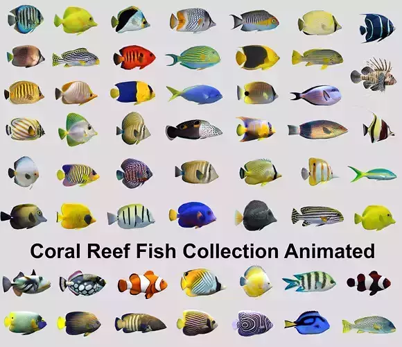 Coral Reef Fish Collection Animated Low-poly 3D model
