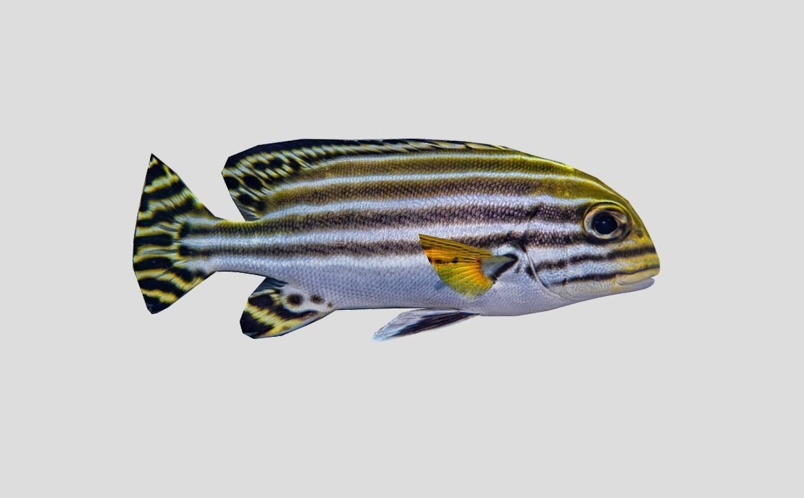 Coral Reef Fish Collection Animated - Game Ready Pack 9 Low-poly 3D model_37