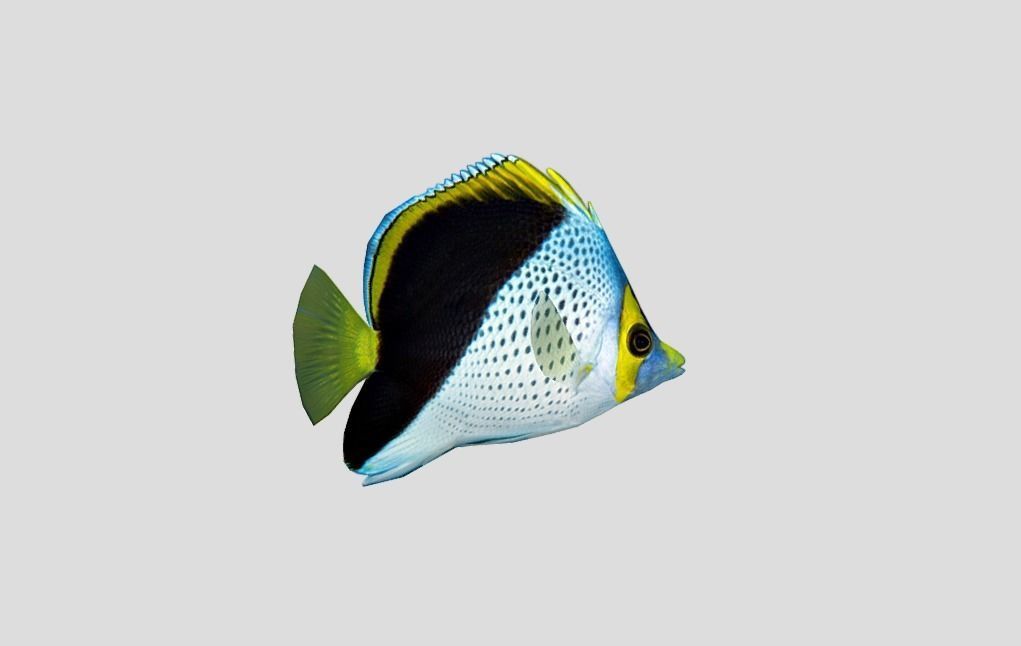 Coral Reef Fish Collection Animated - Game Ready Pack 9 Low-poly 3D model_64