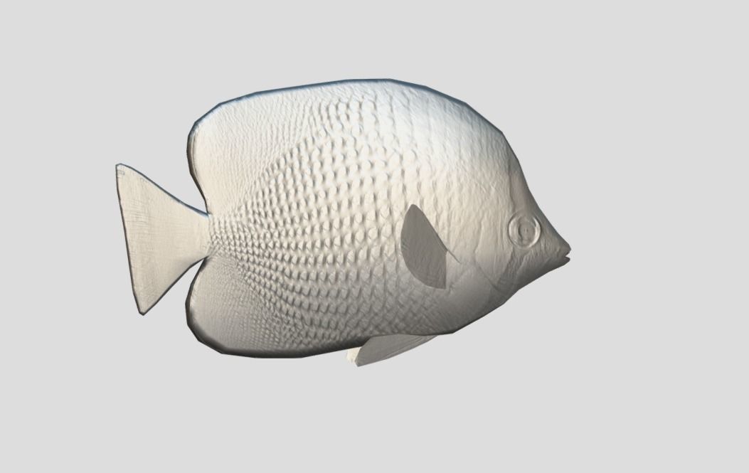 Coral Reef Fish Collection Animated - Game Ready Pack 9 Low-poly 3D model_62