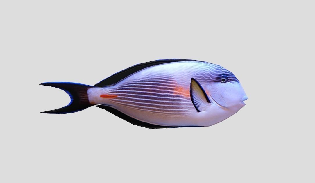 Coral Reef Fish Collection Animated - Game Ready Pack 9 Low-poly 3D model_50