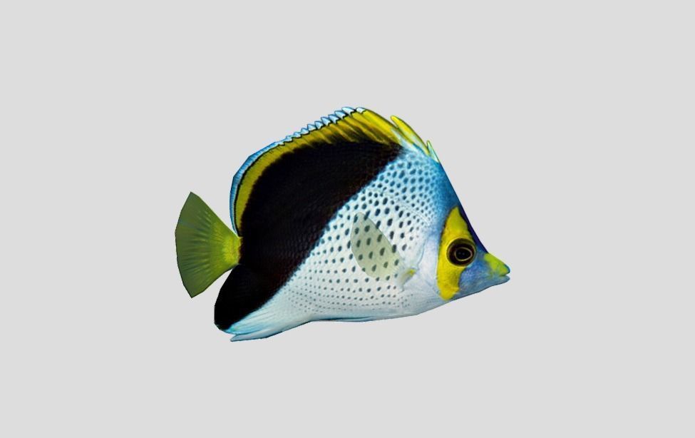 Coral Reef Fish Collection Animated - Game Ready Pack 9 Low-poly 3D model_33