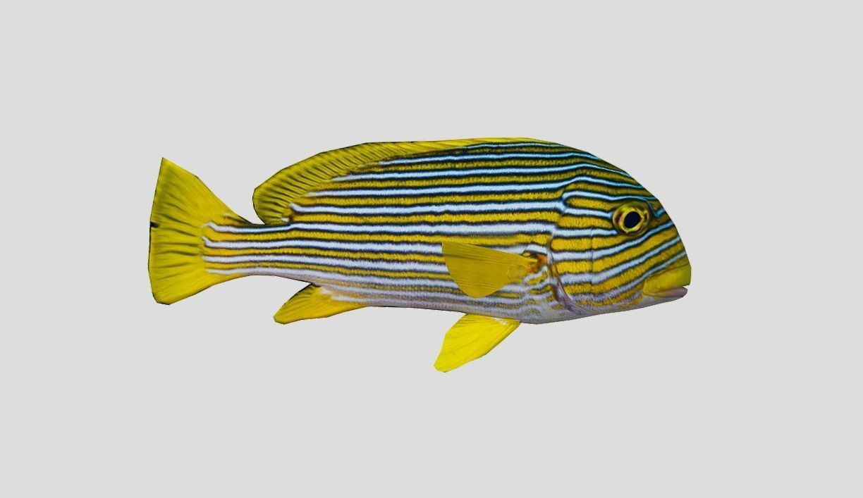 Coral Reef Fish Collection Animated - Game Ready Pack 9 Low-poly 3D model_49