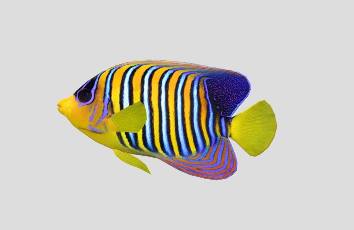 Coral Reef Fish Collection Animated - Game Ready Pack 9 Low-poly 3D model_55