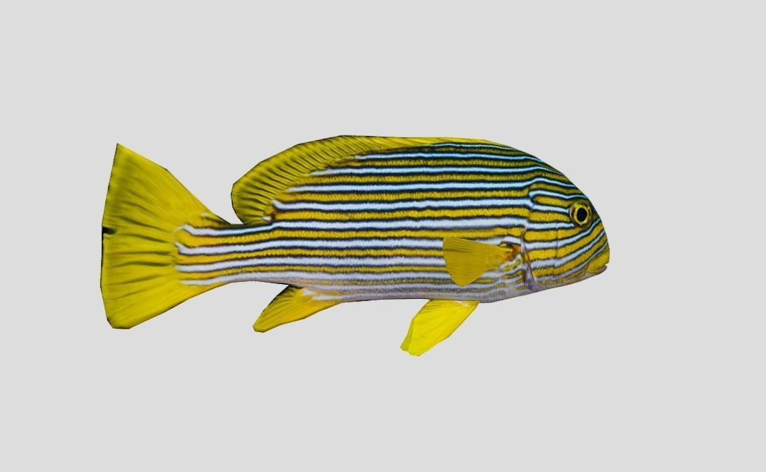 Coral Reef Fish Collection Animated - Game Ready Pack 9 Low-poly 3D model_66