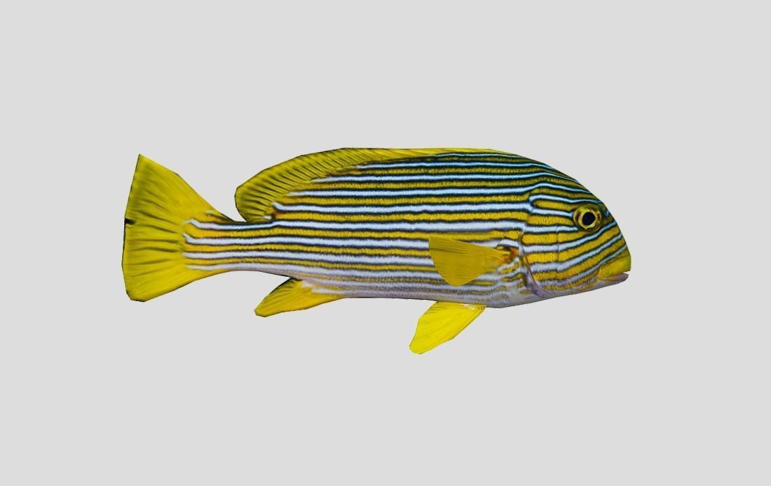 Coral Reef Fish Collection Animated - Game Ready Pack 9 Low-poly 3D model_35