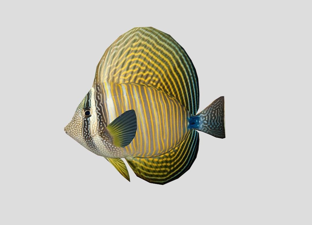 Coral Reef Fish Collection Animated - Game Ready Pack 9 Low-poly 3D model_27