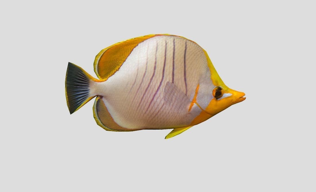 Coral Reef Fish Collection Animated - Game Ready Pack 9 Low-poly 3D model_29