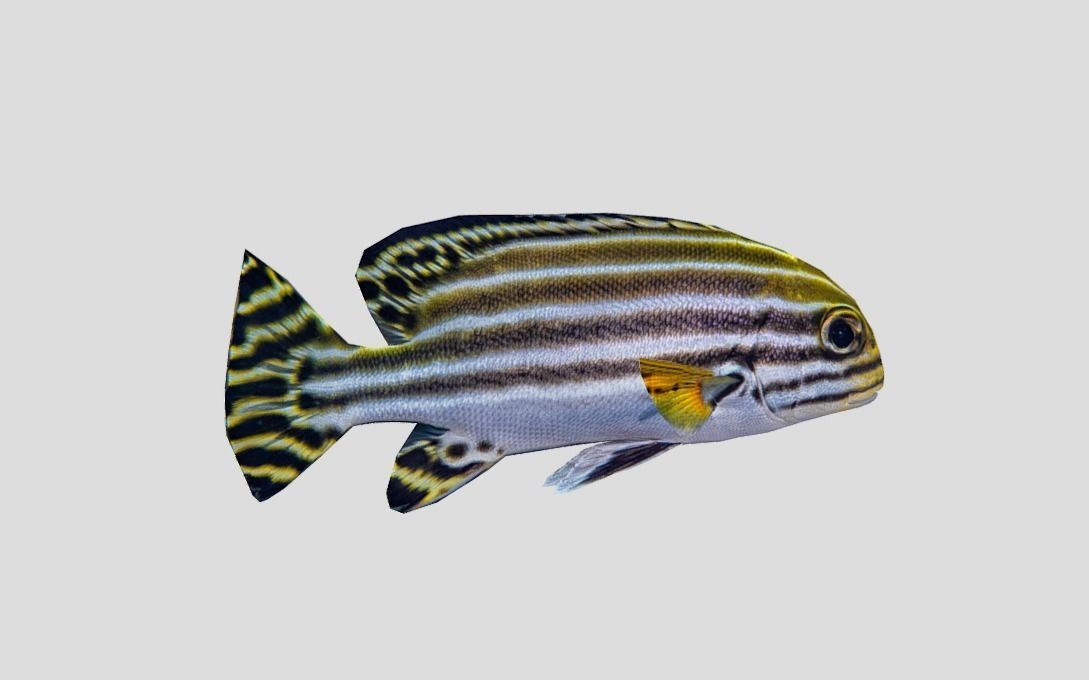 Coral Reef Fish Collection Animated - Game Ready Pack 9 Low-poly 3D model_69