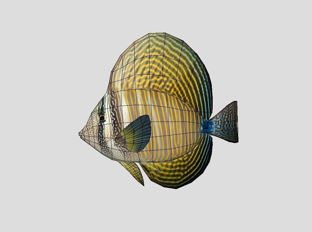 Coral Reef Fish Collection Animated - Game Ready Pack 9 Low-poly 3D model_40