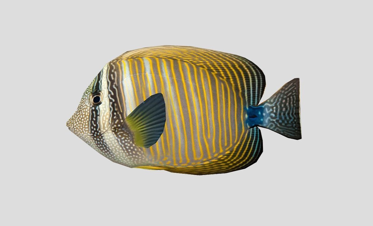 Coral Reef Fish Collection Animated - Game Ready Pack 9 Low-poly 3D model_25