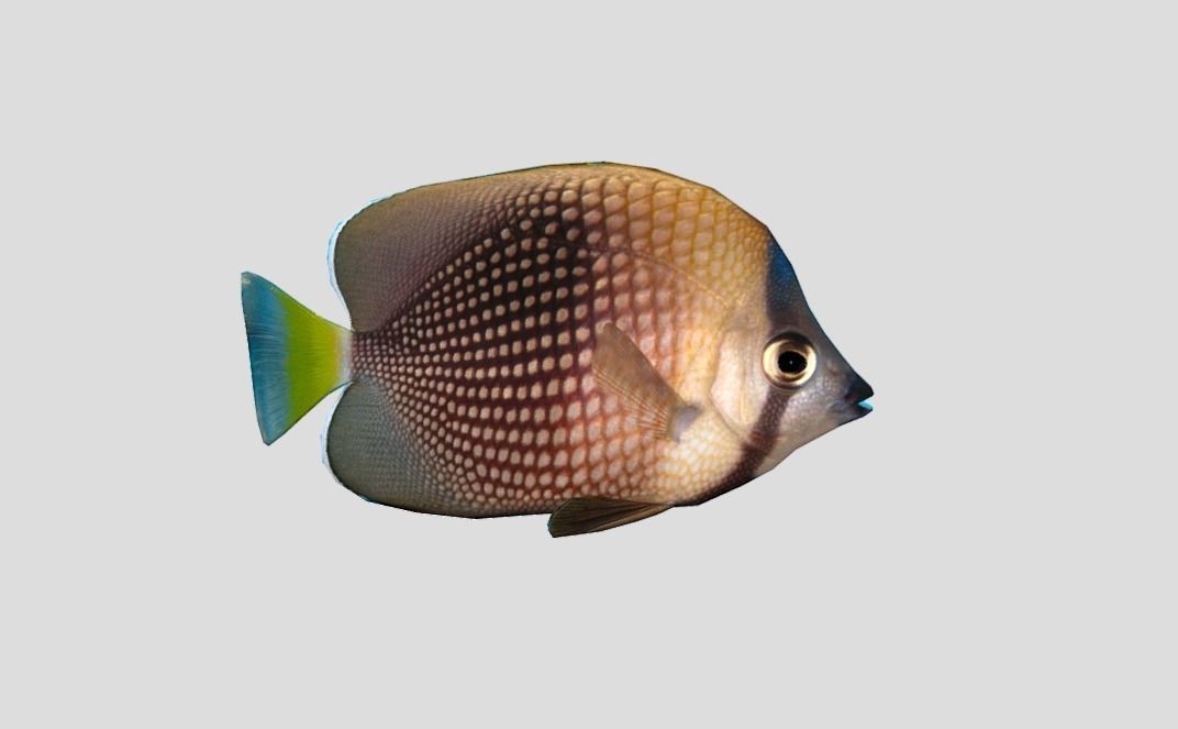 Coral Reef Fish Collection Animated - Game Ready Pack 9 Low-poly 3D model_31