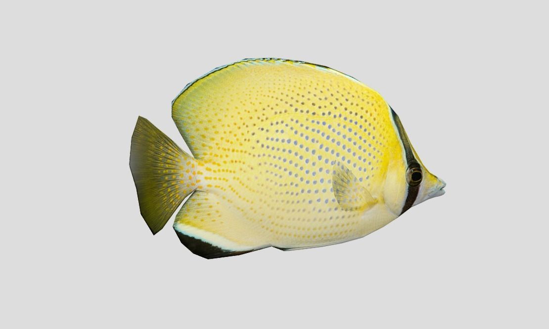 Coral Reef Fish Collection Animated - Game Ready Pack 9 Low-poly 3D model_65