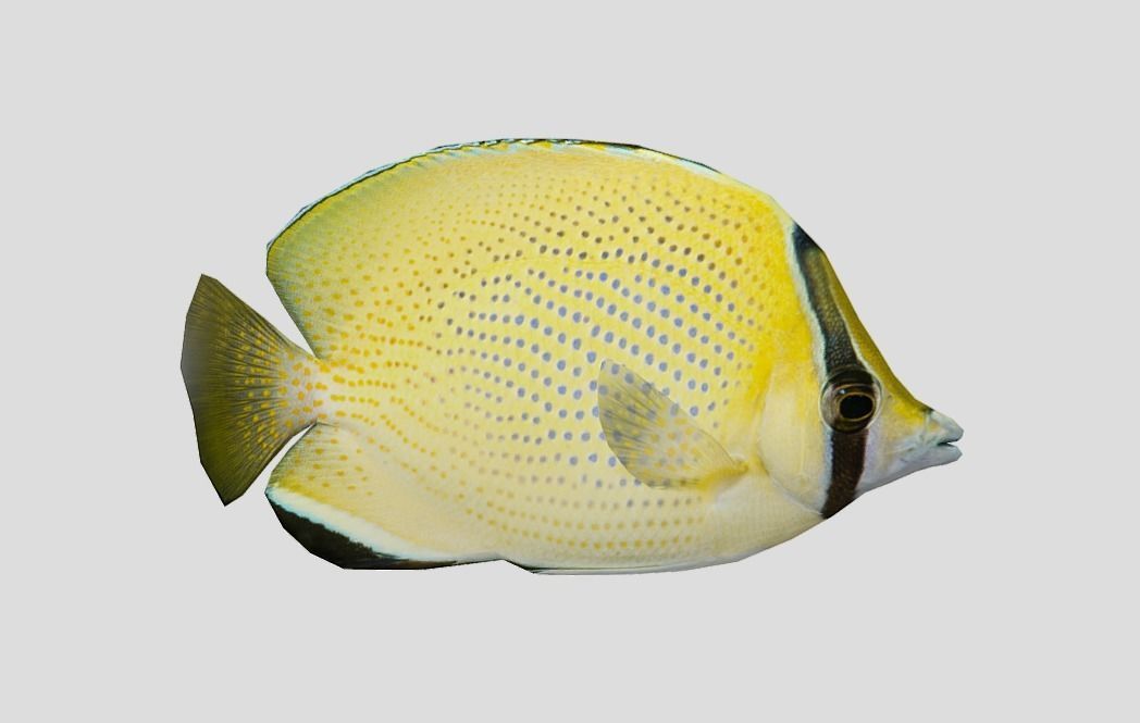 Coral Reef Fish Collection Animated - Game Ready Pack 9 Low-poly 3D model_34