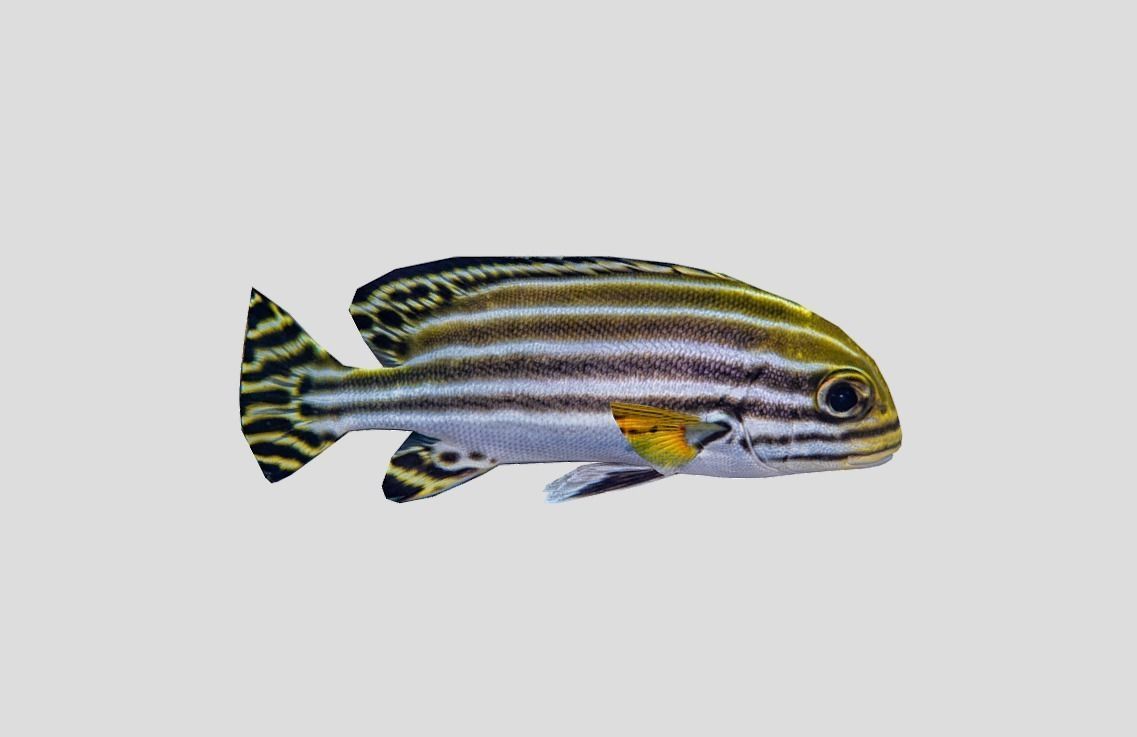 Coral Reef Fish Collection Animated - Game Ready Pack 9 Low-poly 3D model_52