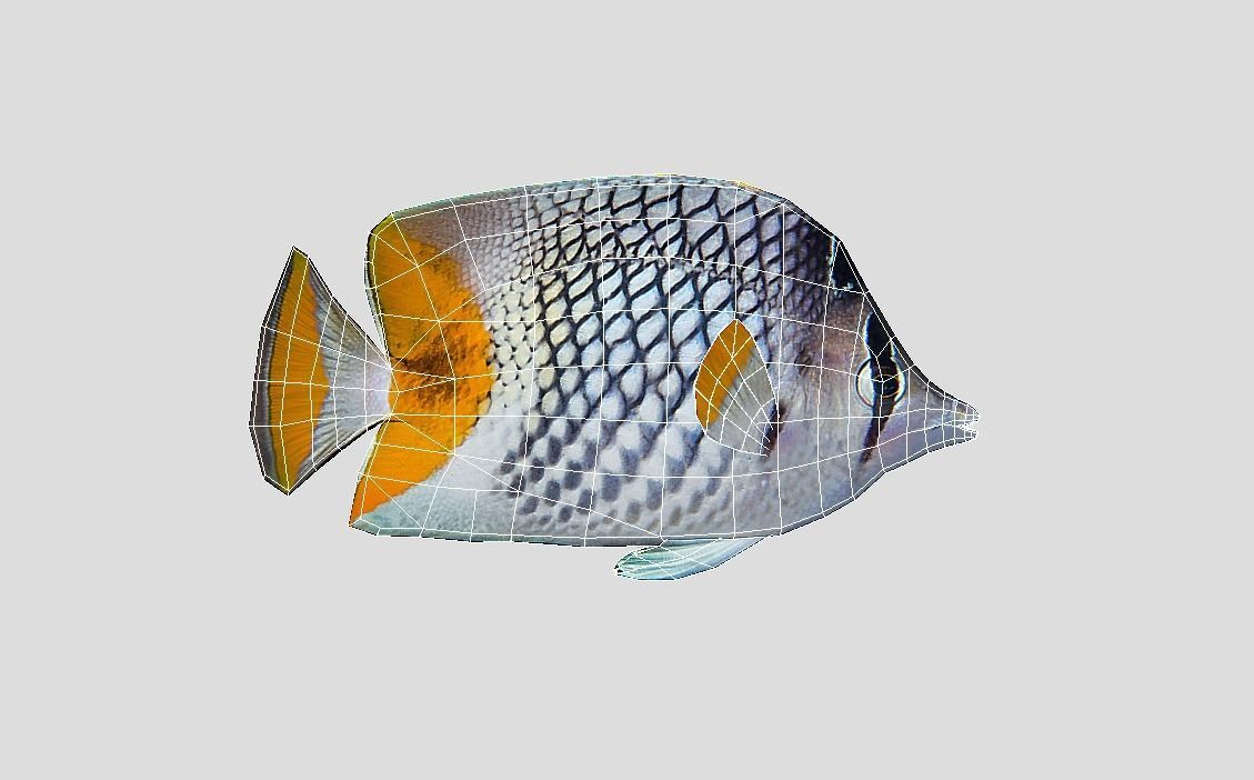 Coral Reef Fish Collection Animated - Game Ready Pack 9 Low-poly 3D model_63