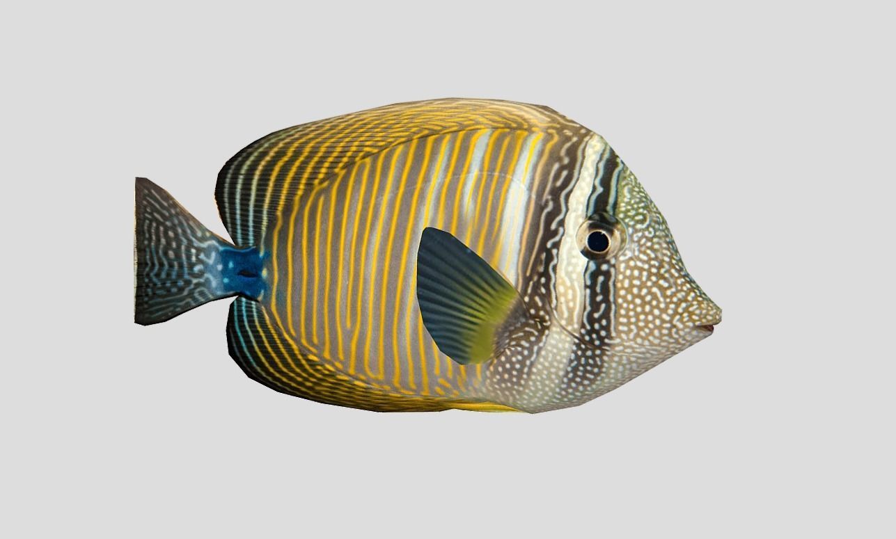 Coral Reef Fish Collection Animated - Game Ready Pack 9 Low-poly 3D model_54