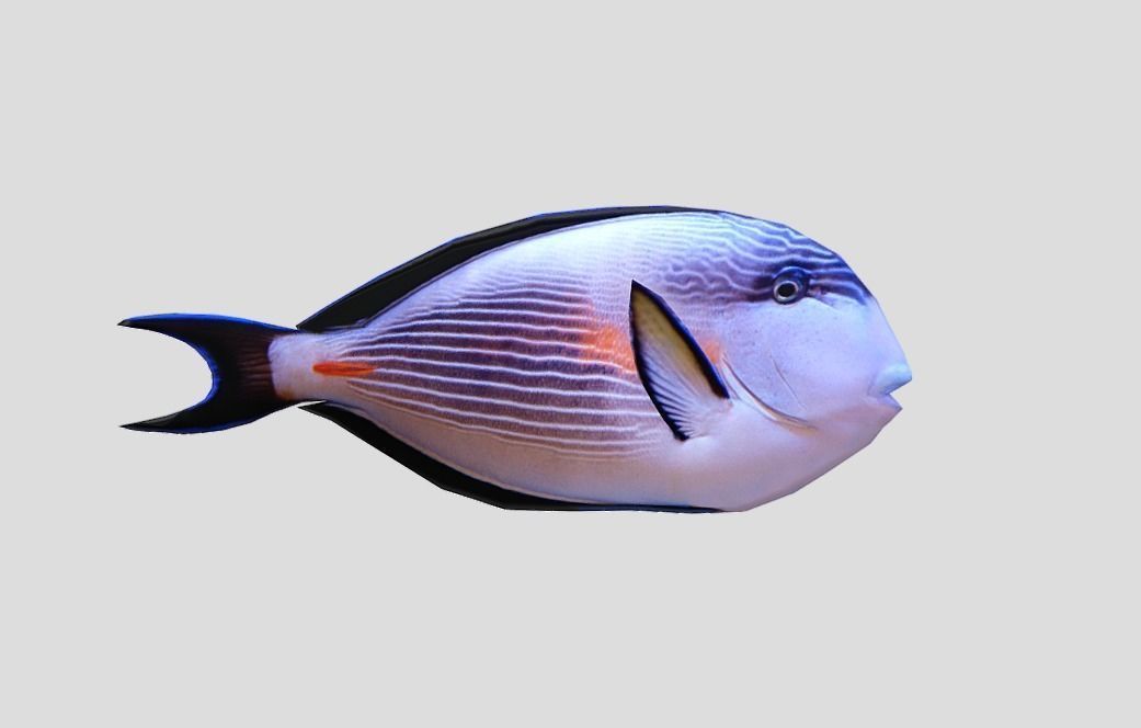 Coral Reef Fish Collection Animated - Game Ready Pack 9 Low-poly 3D model_36