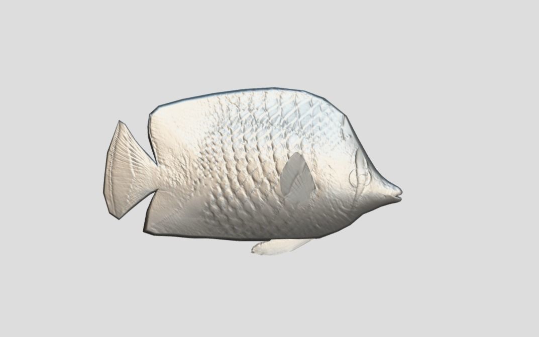 Coral Reef Fish Collection Animated - Game Ready Pack 9 Low-poly 3D model_46