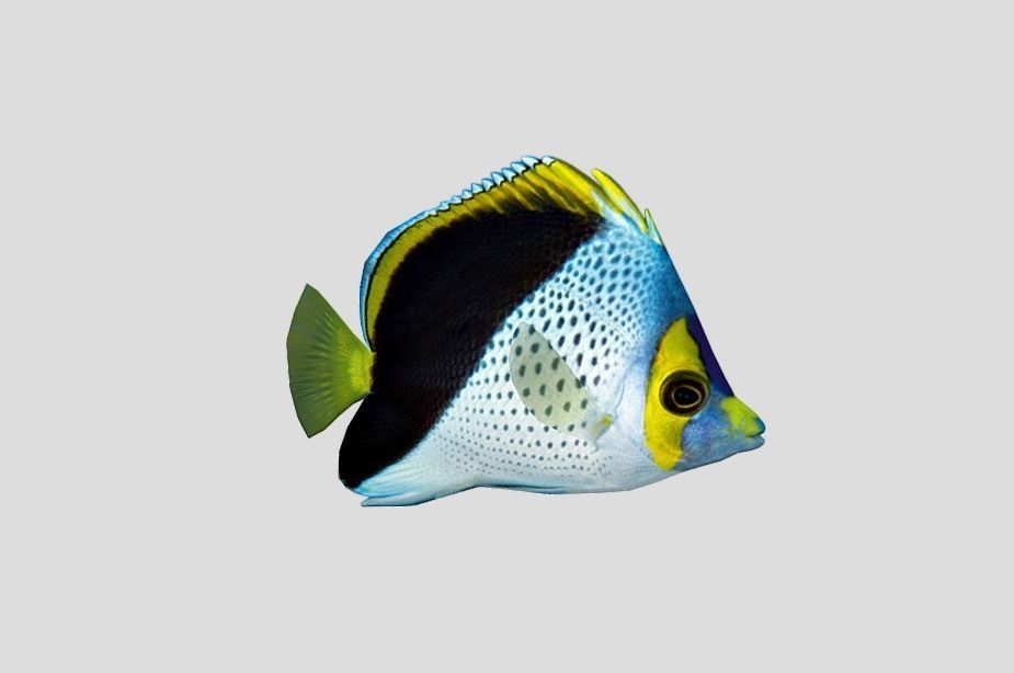 Coral Reef Fish Collection Animated - Game Ready Pack 9 Low-poly 3D model_47
