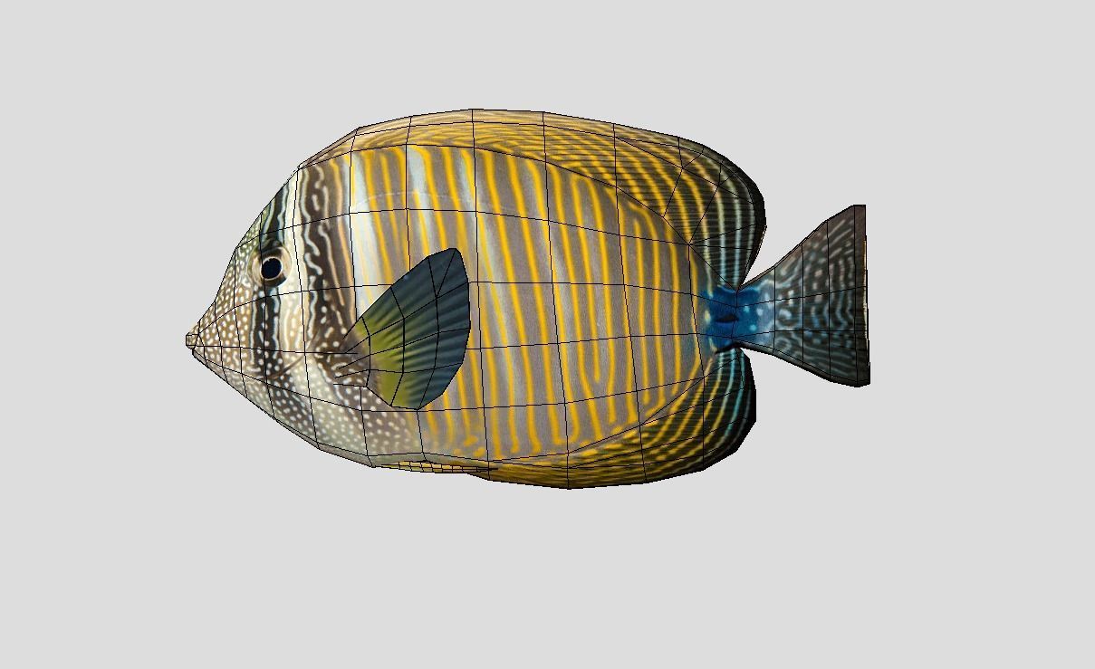 Coral Reef Fish Collection Animated - Game Ready Pack 9 Low-poly 3D model_38