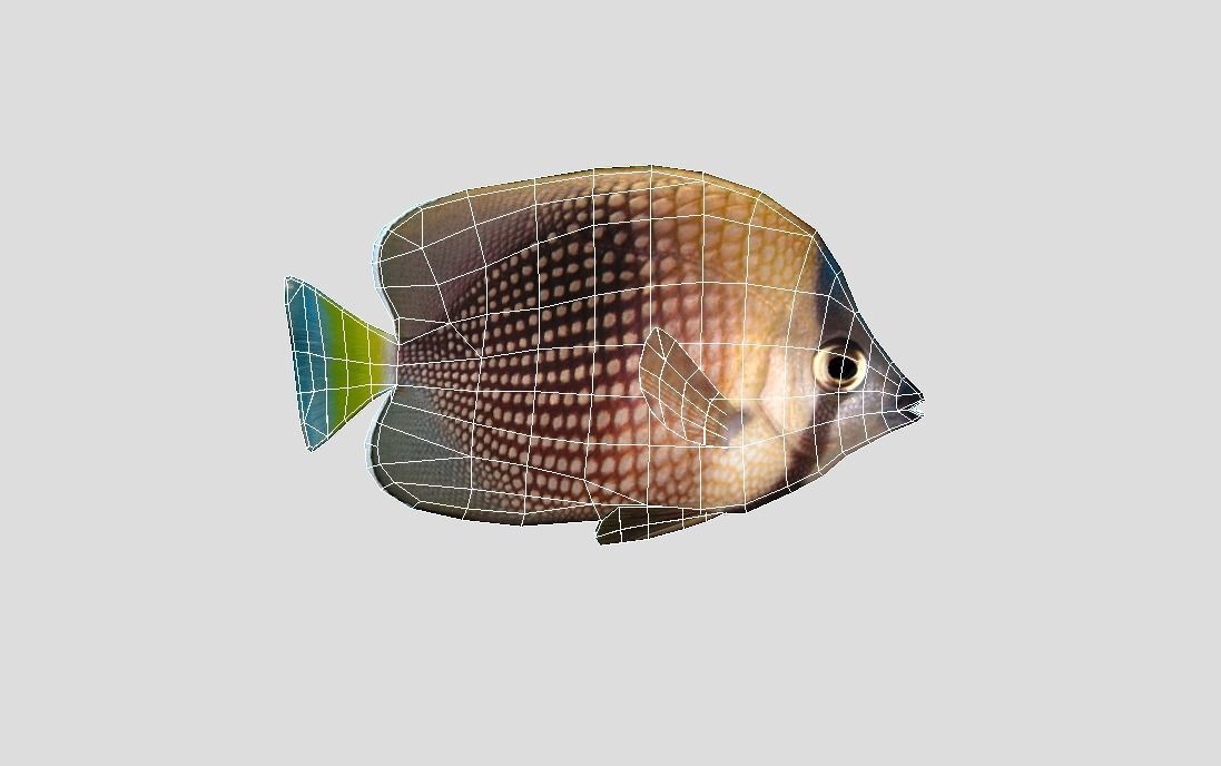 Coral Reef Fish Collection Animated - Game Ready Pack 9 Low-poly 3D model_45